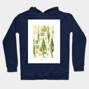 Philodendron martianum flower dissection - Botanical Illustration Hoodie